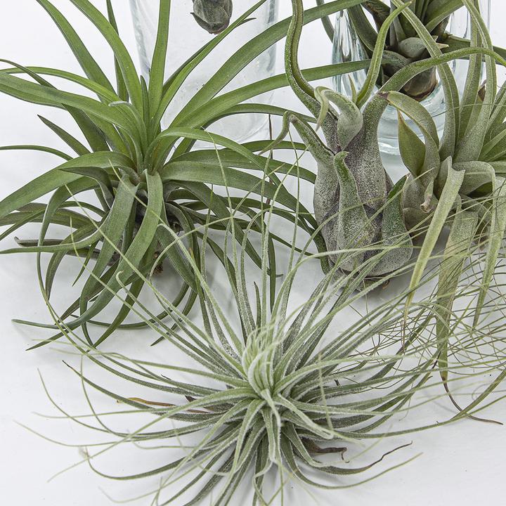 Produktbild Kakteen Gautschi Tillandsia-Set 3 (15 cm)