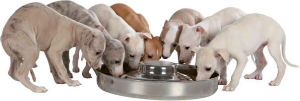 Actual product image Trixie Junior puppy bowl (4 l)
