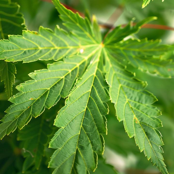 Actual product image Plant in a Box Acer palmatum 'Going Green' - Japanischer Ahorn (35 cm)