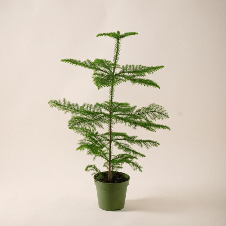 Produktbild Mary and Plants Weihnachtsbaum (60 cm)