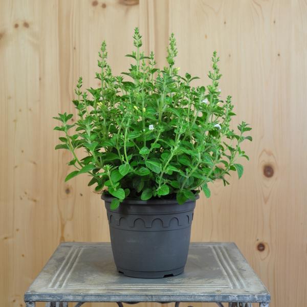 Immagine prodotto Säntispracht Set di 3, La profumata menta di montagna - Calamintha nepeta Marvelette Bianco (35 cm)
