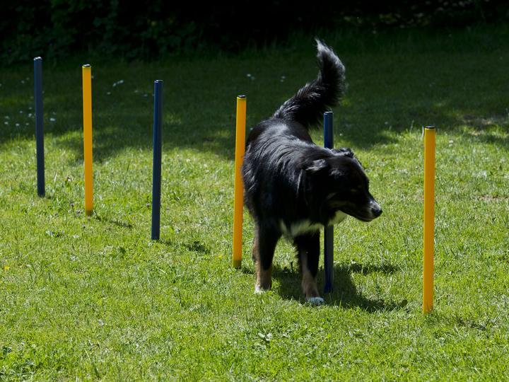 Produktbild Petcenter Agility Starter Set 1 Tunnel 60x152 cm, 4 Slalomstangen, 1 Sprung, 1 Boxband (One Size, Agility)
