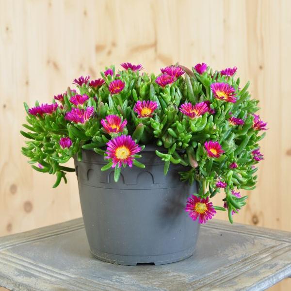 Actual product image Säntispracht Set of 2, Midday Flower - Delosperma Hot Pink Wonder (15 cm)