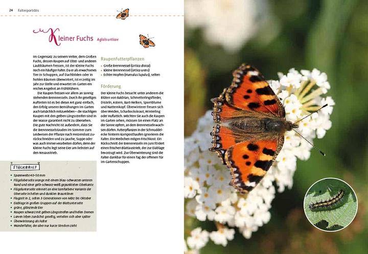 Actual product image Mein Schmetterlingsgarten (German, Elke Schwarzer, 2022)