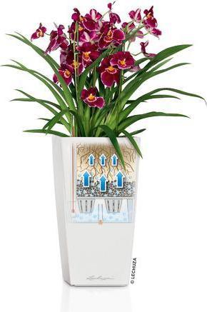 Immagine prodotto Lechuza Colore Cubico (22 cm)