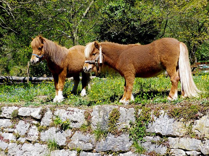 Produktbild Smartbox Ponyreiten für Kinder in der Nähe von Zürich (1 Pers.)
