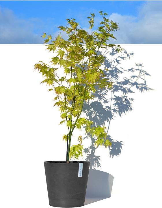 Immagine prodotto Ecopots Venezia (30 cm)