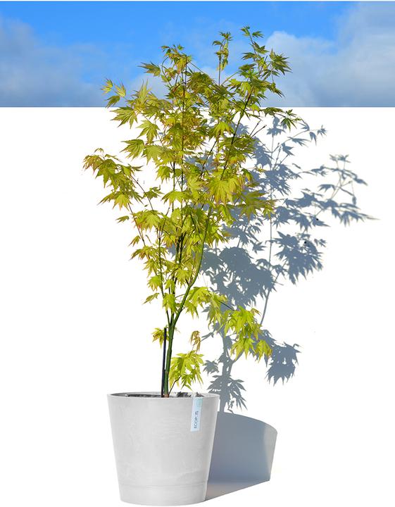 Produktbild Ecopots Venice (30 cm)