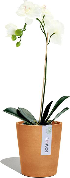 Immagine prodotto Ecopots Morinda