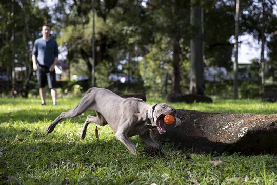 Produktbild Waboba Pets Tailwind - Hundeserie (Ballspielzeug Hund)