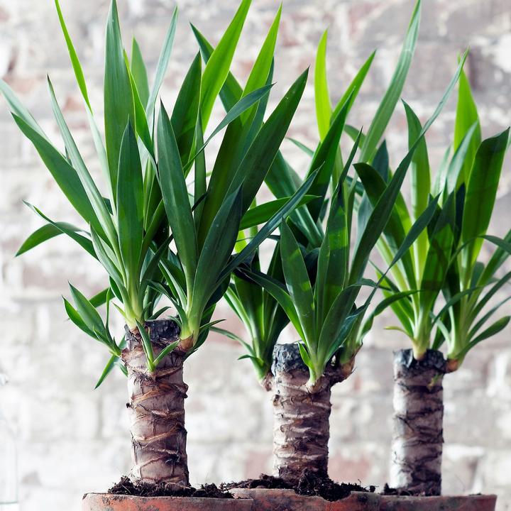Immagine prodotto Plant in a Box Yucca elephantipes - (50 cm)