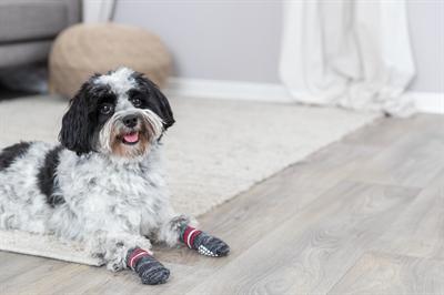Immagine prodotto Trixie Calzini per cani (L, XL, Calzini per cani)
