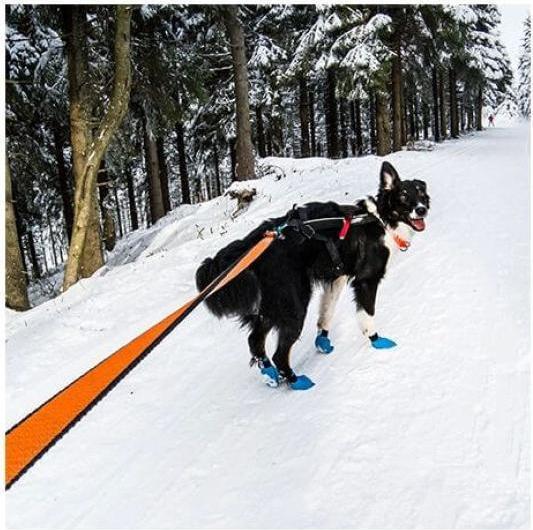 Produktbild Non-Stop Dogwear Bungee (M, Hund, Jogging)