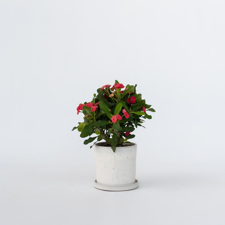 Produktbild Plant in a Box Euphorbia Milii - Honigheuschrecke (25 cm)