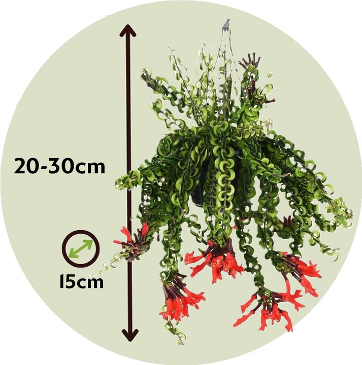 Immagine prodotto Plant in a Box Aeschynantus Twister - Set di 2 piante Twister (20 cm)