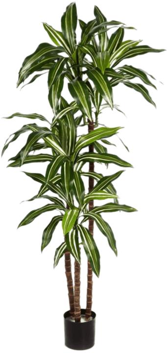 Baq Design Dracaena Fragrans (150 cm)