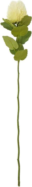 Actual product image Hill Interiors Banksia Stem Artificial Plant (59 cm)