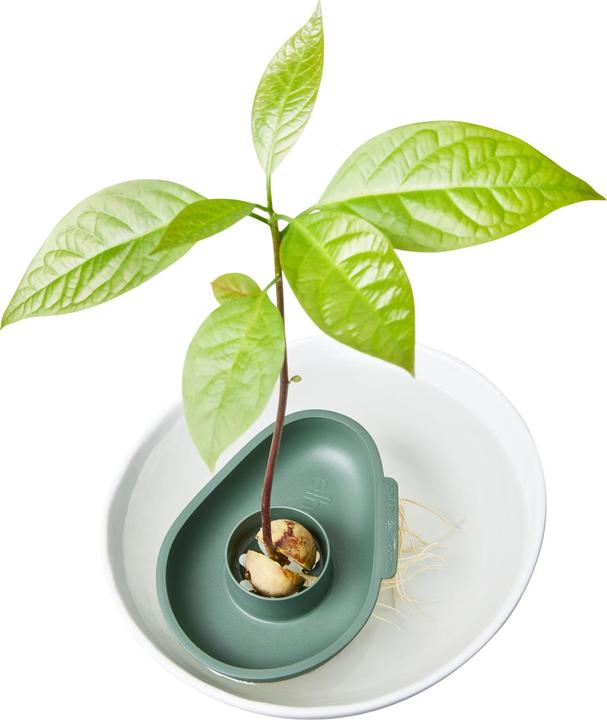 Produktbild Elho Amazing Avocado Floater