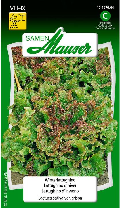 Actual product image Samen Mauser Winter Lattughino (Vegetable seeds)