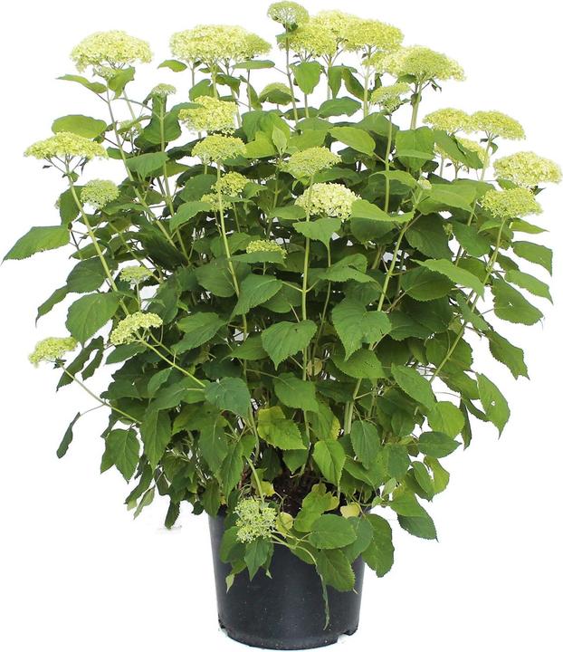 Actual product image Zulauf Annabelle Hydrangea (50 cm)