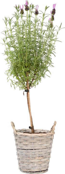 Image du produit Plant in a Box Lavandula stoechas 'Anouk' - Arbre à lavande (45 cm)