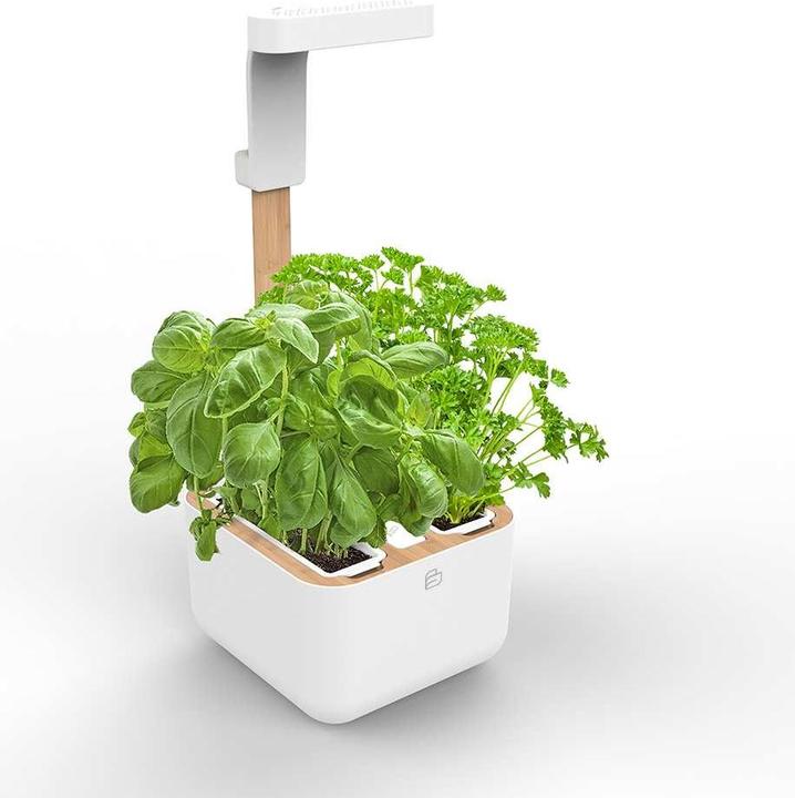 Véritable Botaneo Eylo (18.40 cm)