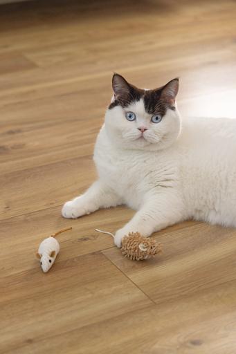 Immagine prodotto Beeztees Katzenspielzeug Eco Maus Seerp (Catmint giocattolo)