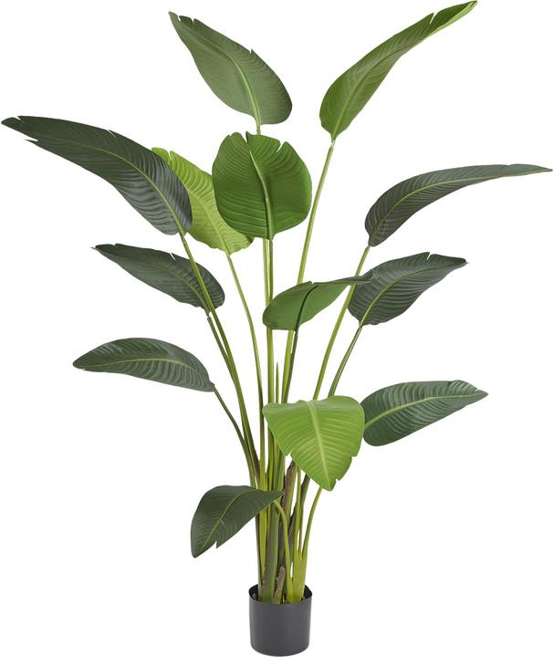 Actual product image Edg Strelitzia H: 180 cm (180 cm)