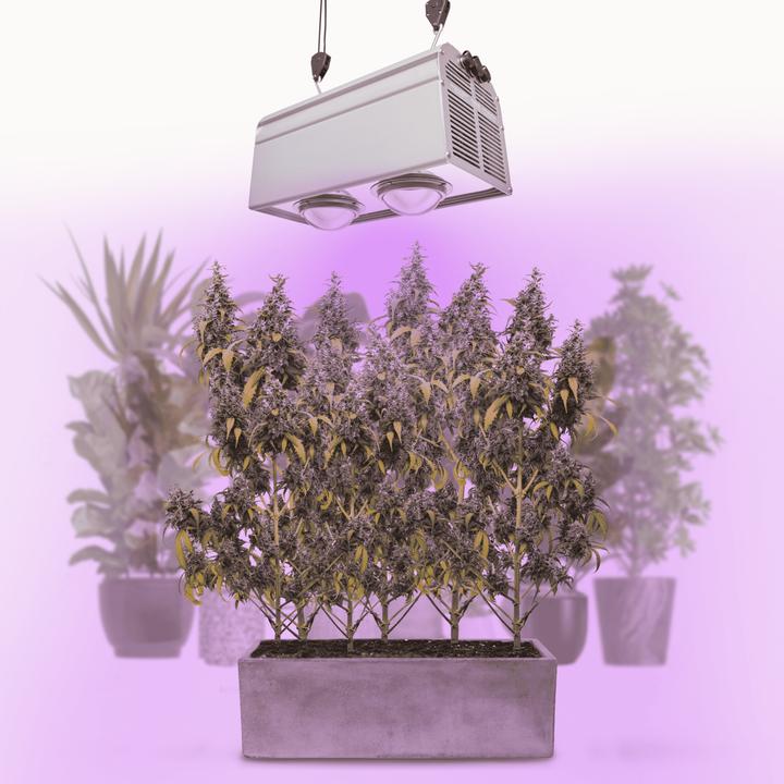 Parus by Venso Wall Spot 60cm, beam angle 15 °, LED growth lamp, growth light for indoor plants and (LED, 245 V)