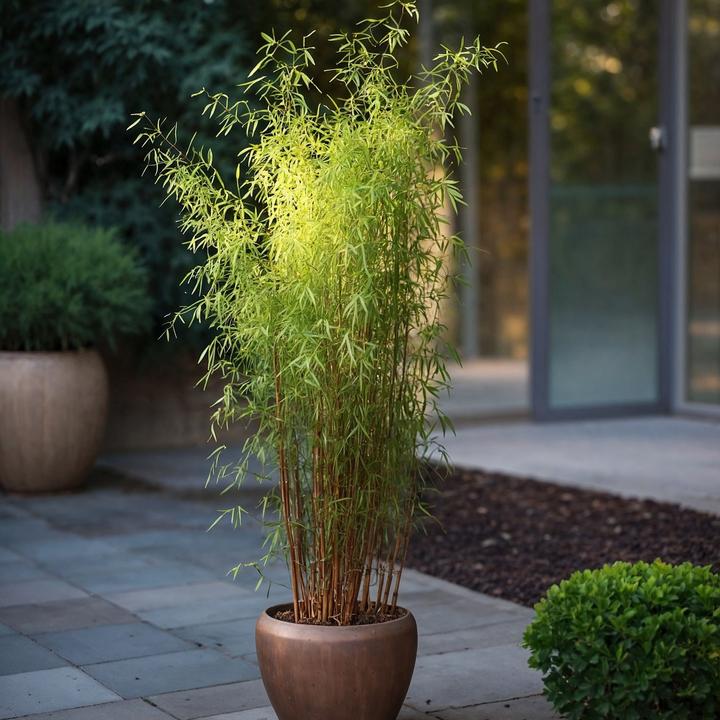 Actual product image Plant in a Box Fargesia nitida 'Red Dragon' - Set of 2 Red Dragon Bamboo (60 cm)