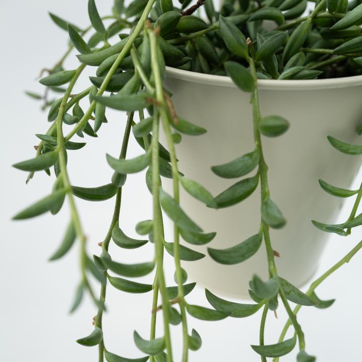 Produktbild Plant in a Box Senecio radicans - Bananasenecio (10 cm)