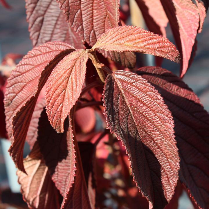Produktbild Zulauf Japanischer Schneeball / Viburnum plic. 'Popcorn' (100 cm)