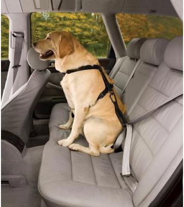 Actual product image Kurgo Safety harness with straps (M, Dog, General)