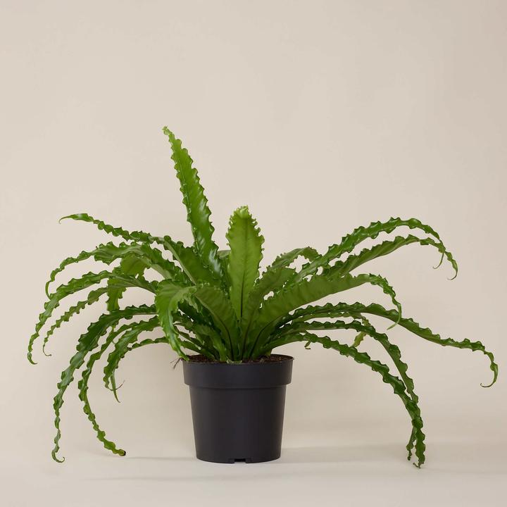 Mary and Plants Felce a nido d'uccello con vaso HAY grigio chiaro (55 cm)