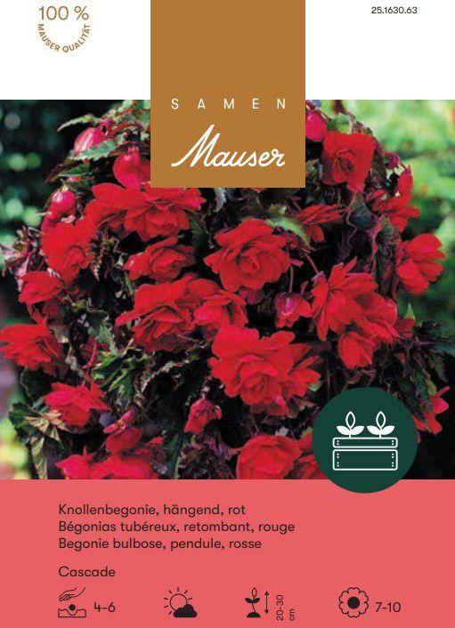 Produktbild Samen Mauser Begonia Cascade Hängebegonien (Blumensamen)