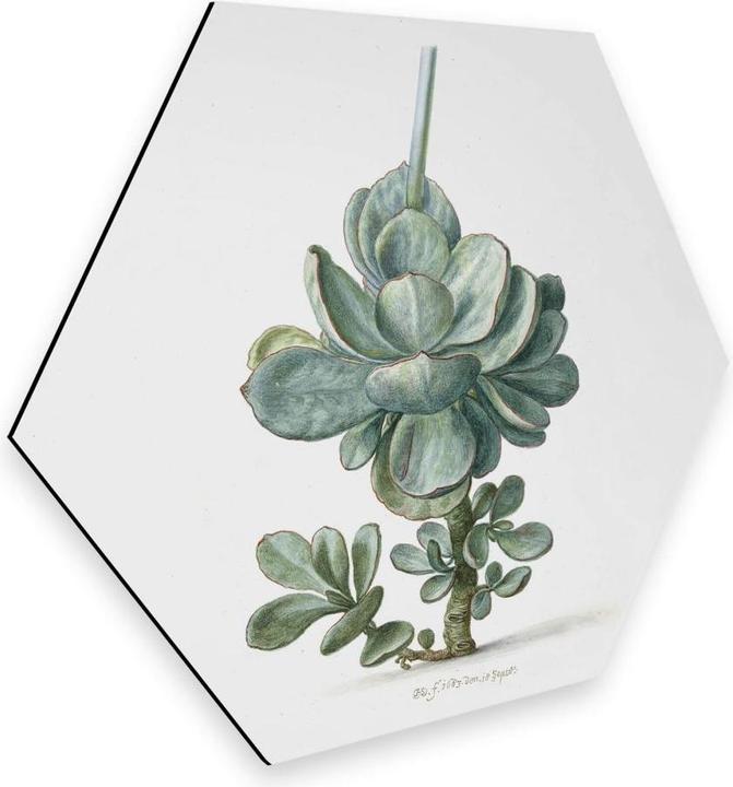 Actual product image Trenddeko Succulent (25 x 22 cm)