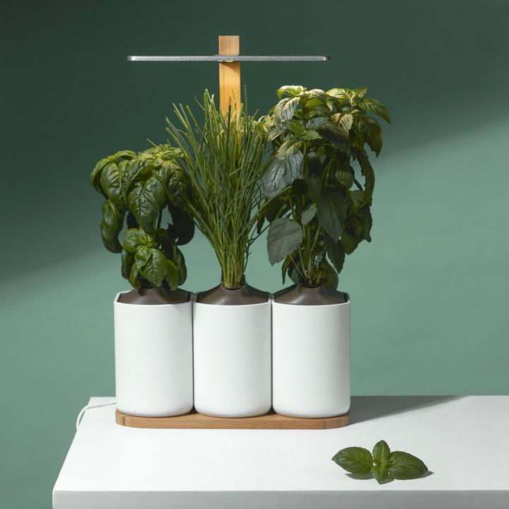 Image du produit Prêt à Pousser Lilo