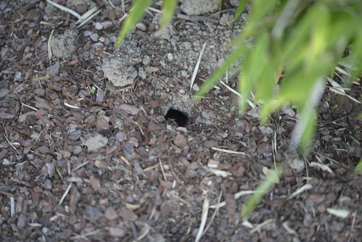 Immagine prodotto Gardigo Trappola a tenaglia per arvicole