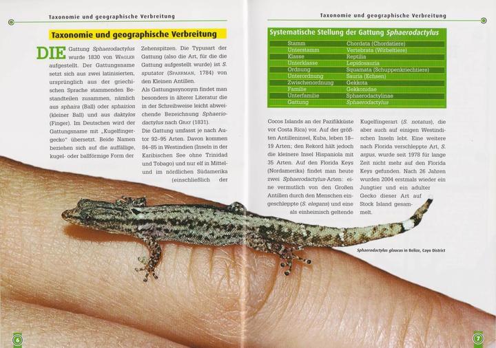 Actual product image Kugelfingergeckos (German, Beate Röll, 2006)