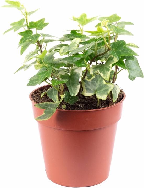 Immagine prodotto Flowerbox Edera comune - Hedera helix (15 cm)