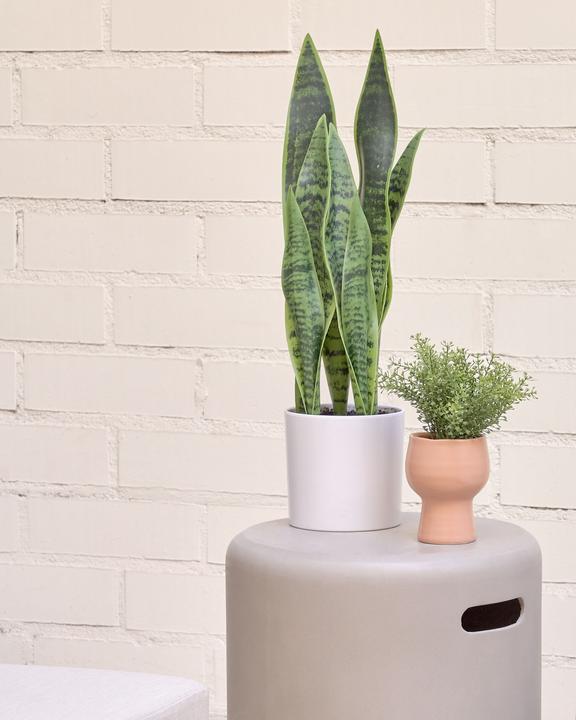 Produktbild Kave Home Sansevieria (55 cm)