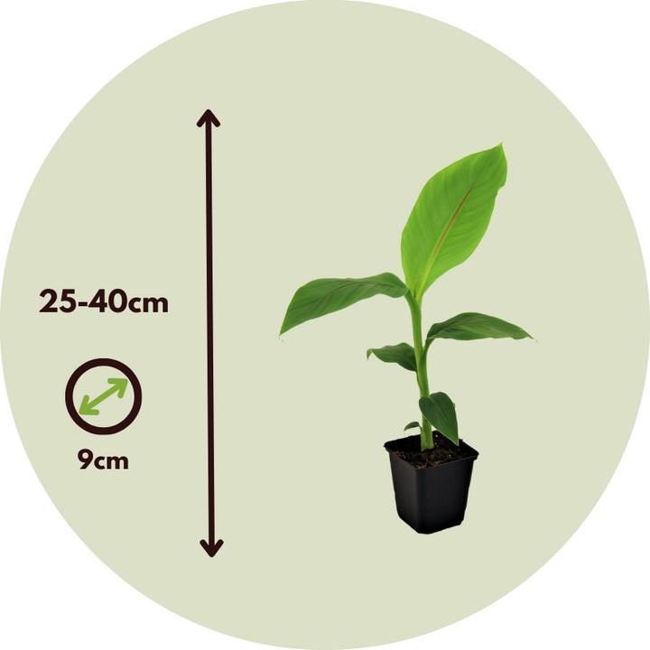 Immagine prodotto Plant in a Box Musa Basjoo - (25 cm)