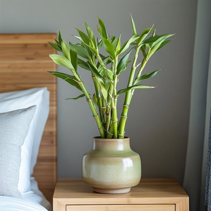 Actual product image Plant in a Box Dracaena sanderiana - Set of 12 Lucky Bamboo (40 cm)