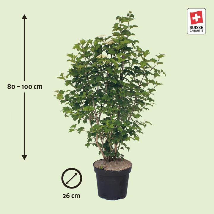 Actual product image Zulauf Gemeiner Schneeball / Viburnum opulus (100 cm)