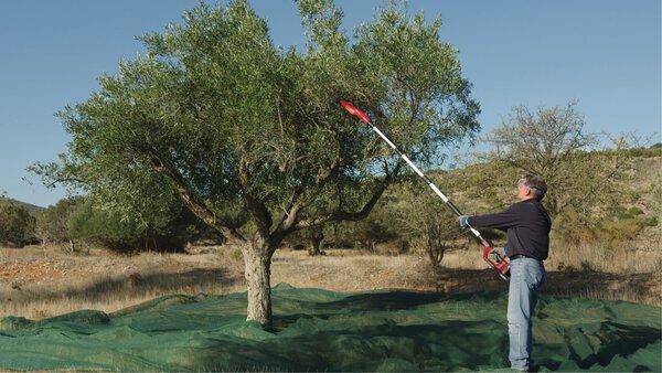 Immagine prodotto Einhell 3411400 Raccoglitore di frutta GE-FS 18/53 Li-Solo + raccoglitore H137