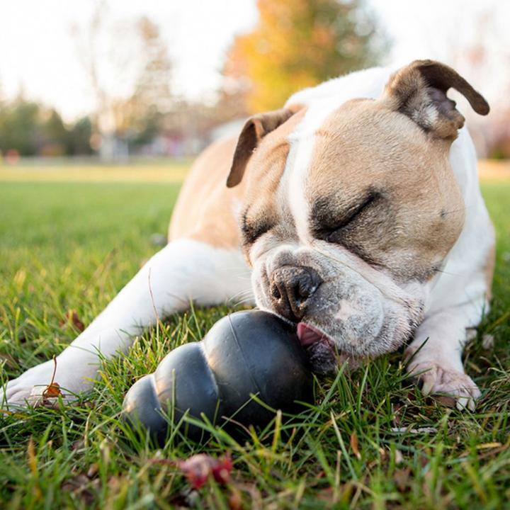 Immagine prodotto KONG Estremo (Reperimento, Giocattolo per cani, Gioco da masticare per cani)