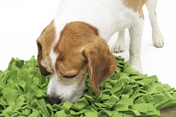 Produktbild Knauder's Best Schnüffelrasen (Beschäftigungsspielzeug Hund)