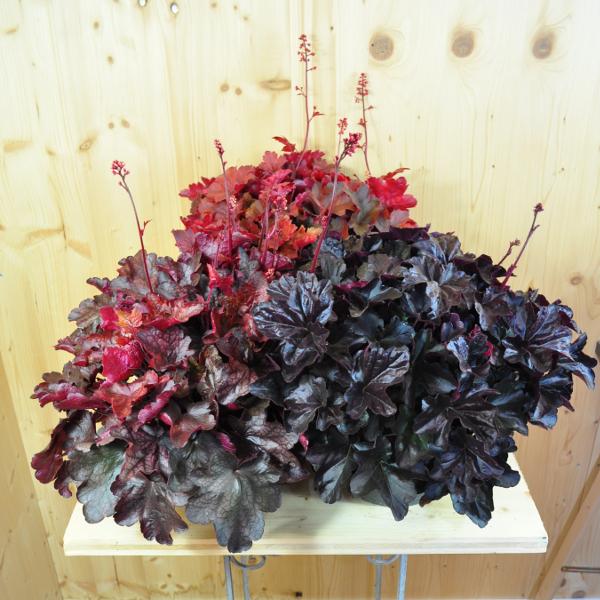 Produktbild Säntispracht Ein herbstblühendes Purpurglöckchen - Heuchera 'Mix' (40 cm)