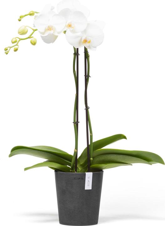 Produktbild Ecopots Morinda (14 cm)