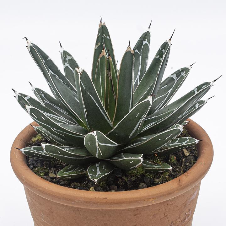 Actual product image Kakteen Gautschi Agave victoria reginae (25 cm)